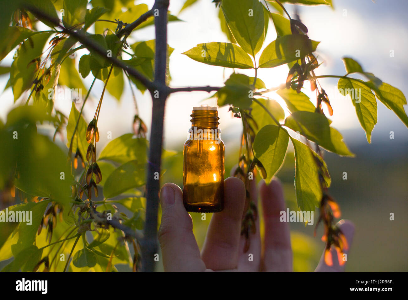 Rimedi naturali - olio di erbe Foto Stock