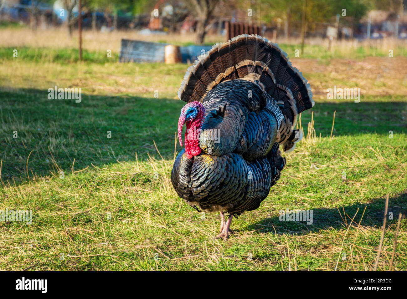 La Turchia domestico passeggiate nel cortile (erba verde) Foto Stock