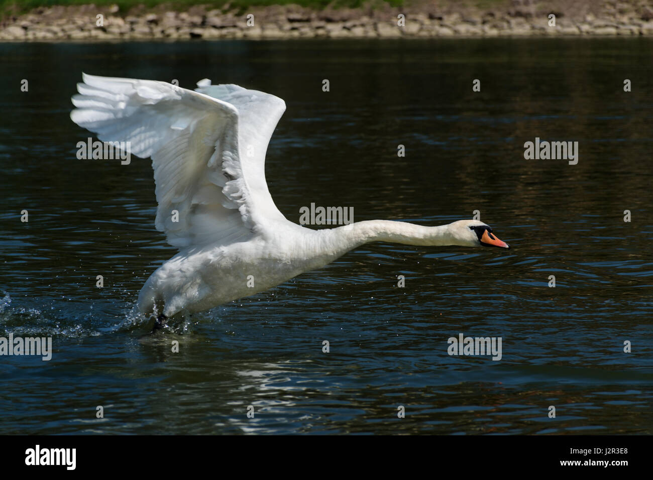 Flying / sbarco White Swan sul fiume Vah Foto Stock