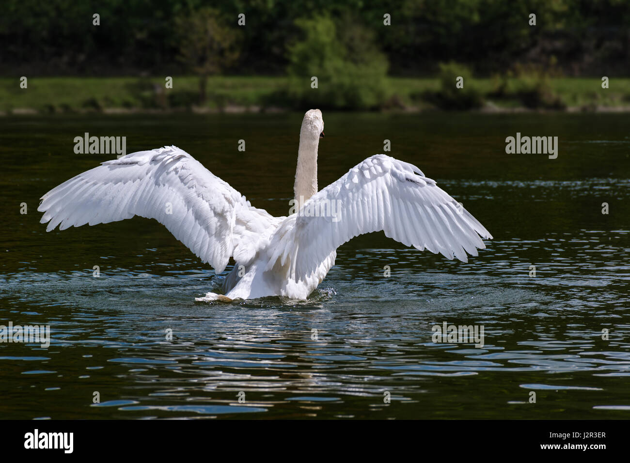 Flying / sbarco White Swan sul fiume Vah Foto Stock