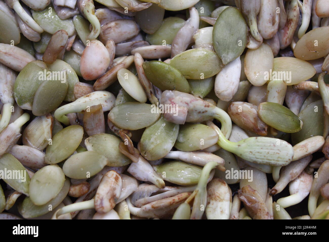 Semi germinare Foto Stock