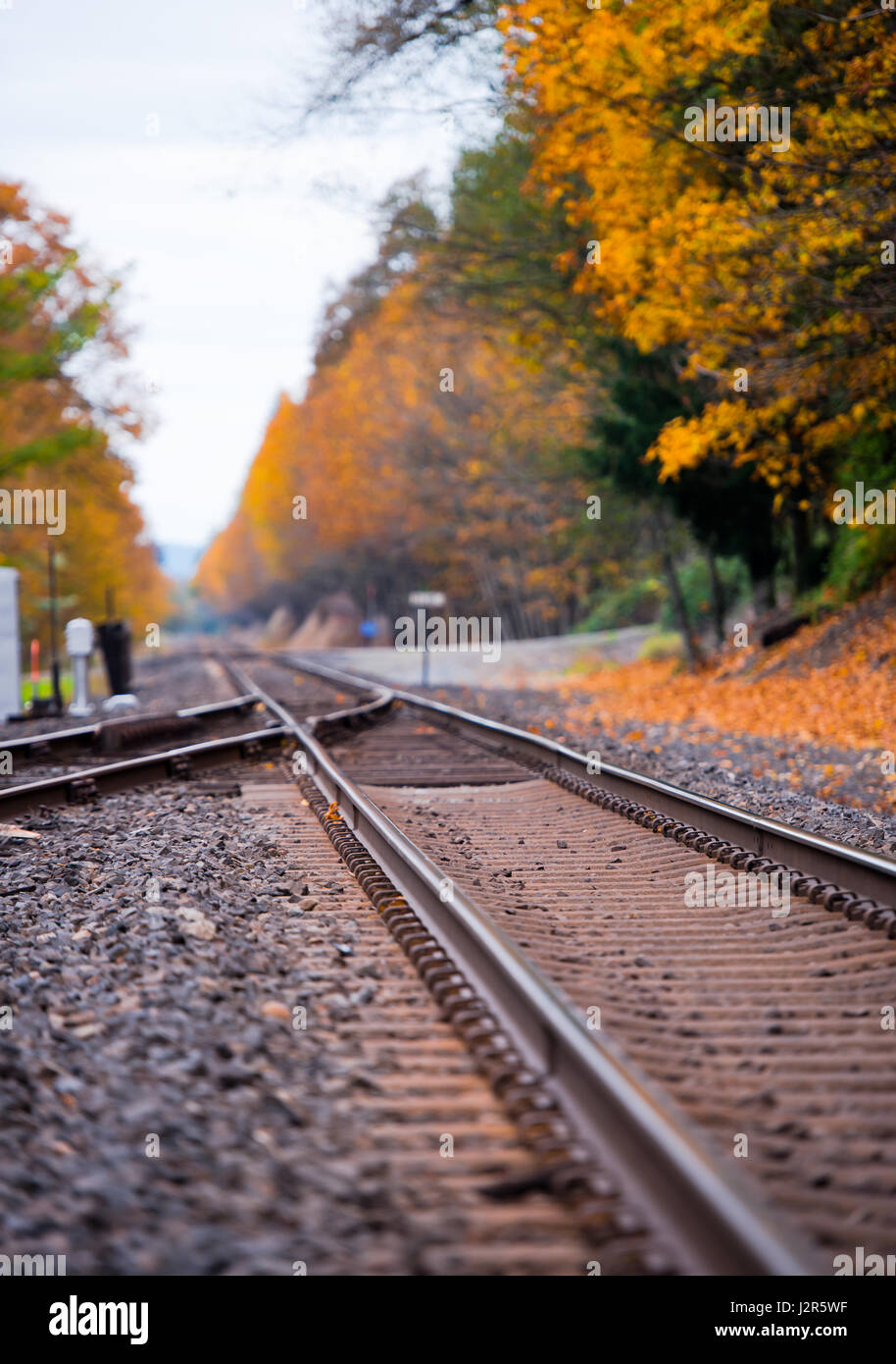 I binari della ferrovia che convergono in una delle due rotaie metalliche, le traverse in legno e ghiaia, lasciando l'orizzonte circondata da spettacolari ingiallito alberi Foto Stock