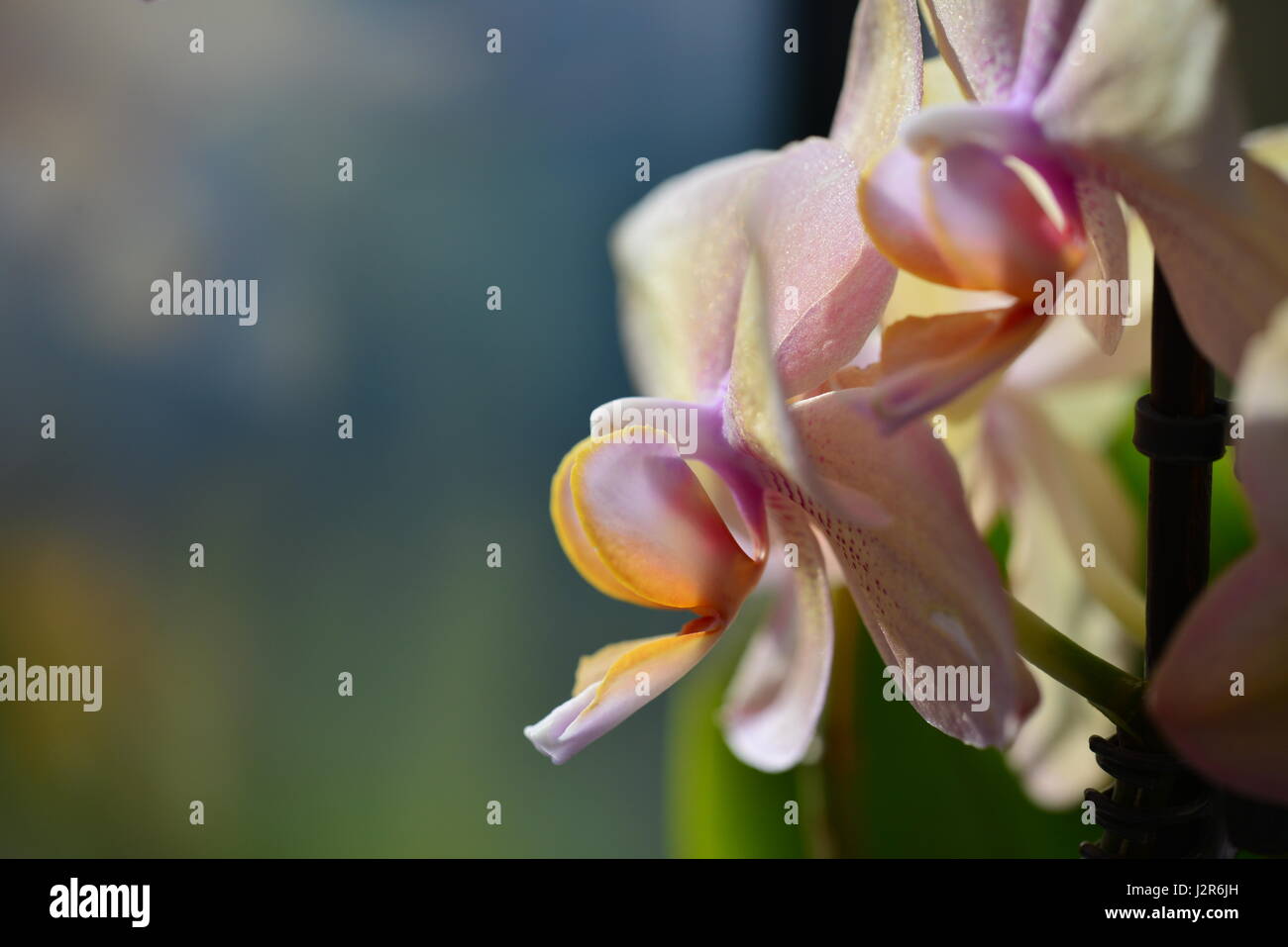 Bella orchid closeup Foto Stock