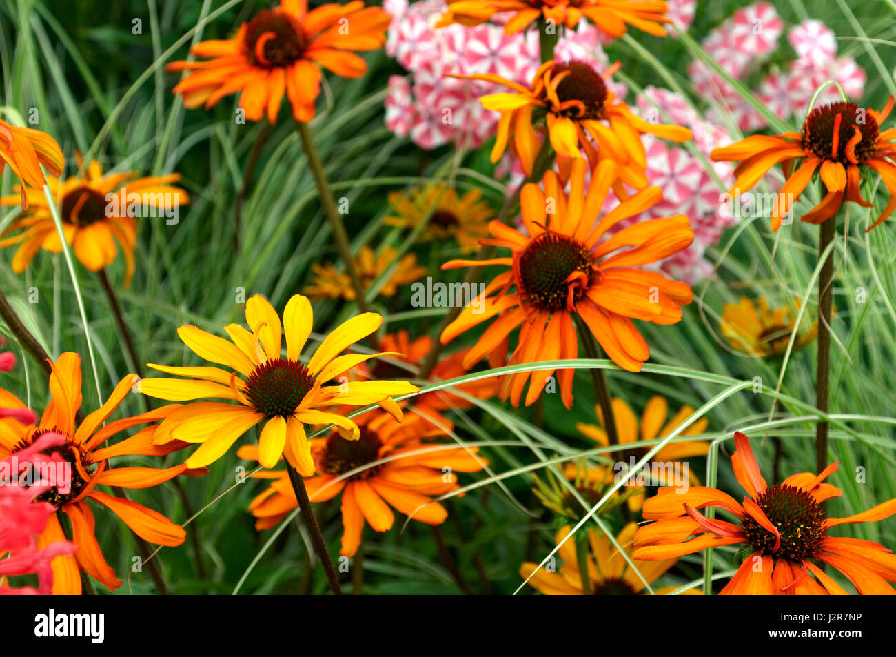 Dettaglio di fiori di confine con la coloratissima Echinacea "torcia tiki' Foto Stock