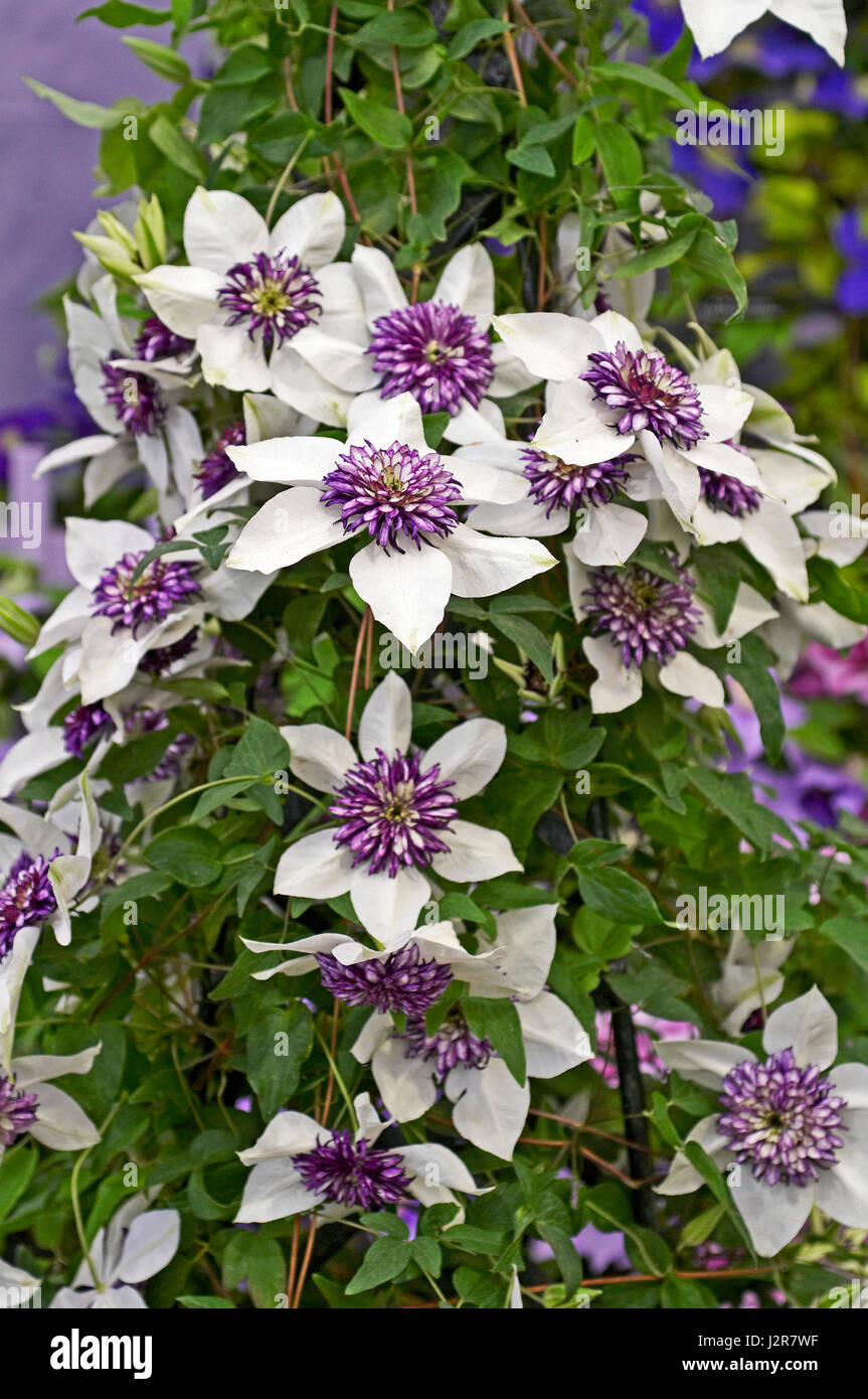 Fioritura Clematis florida 'Sieboldii' Foto Stock