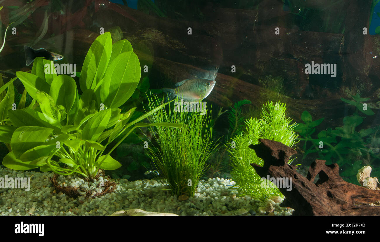 Acquario con tanti pesci e piante naturali e sabbia.pesci tropicali ...