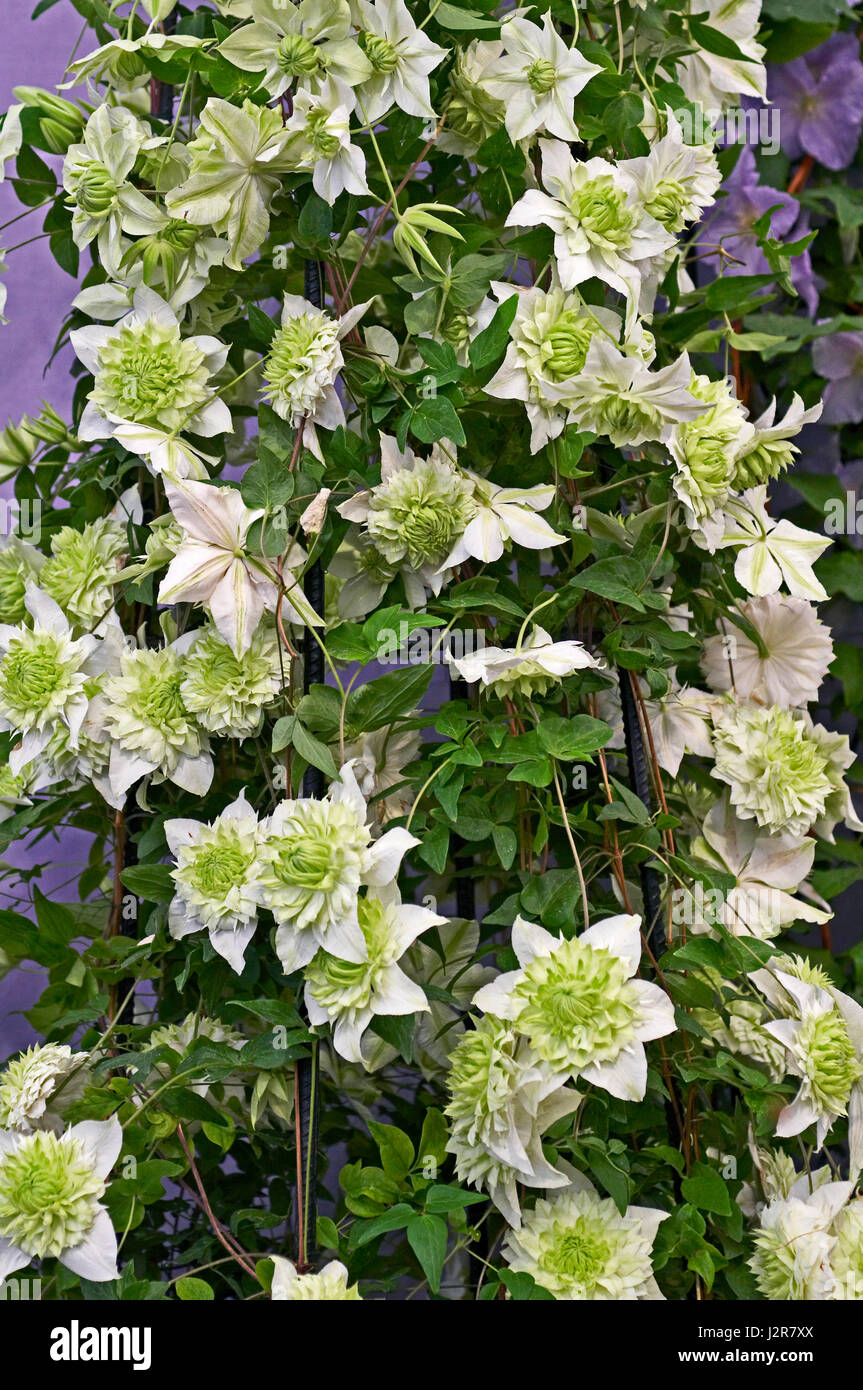 Fioritura Clematis florida "" Plena Foto Stock