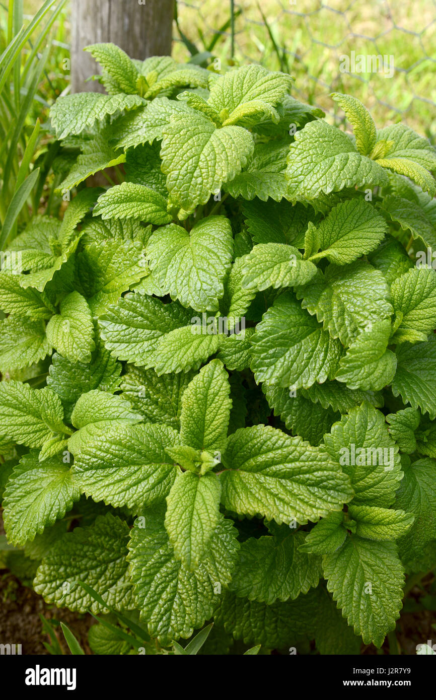 Lussureggiante melissa pianta aromatica con foglie di colore verde Foto Stock