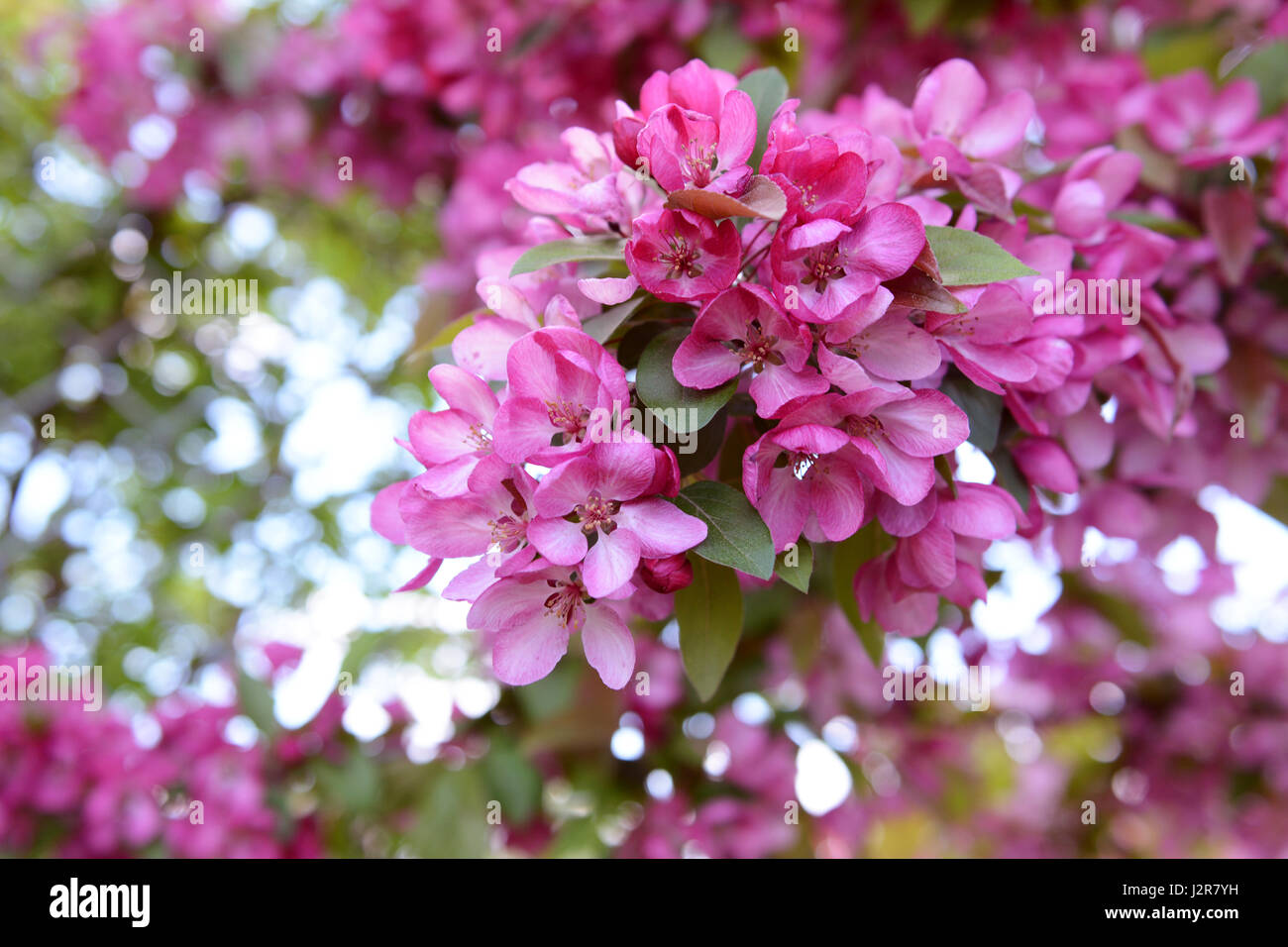 Bold fiore rosa sul ramo di malus crab apple tree in primavera Foto Stock