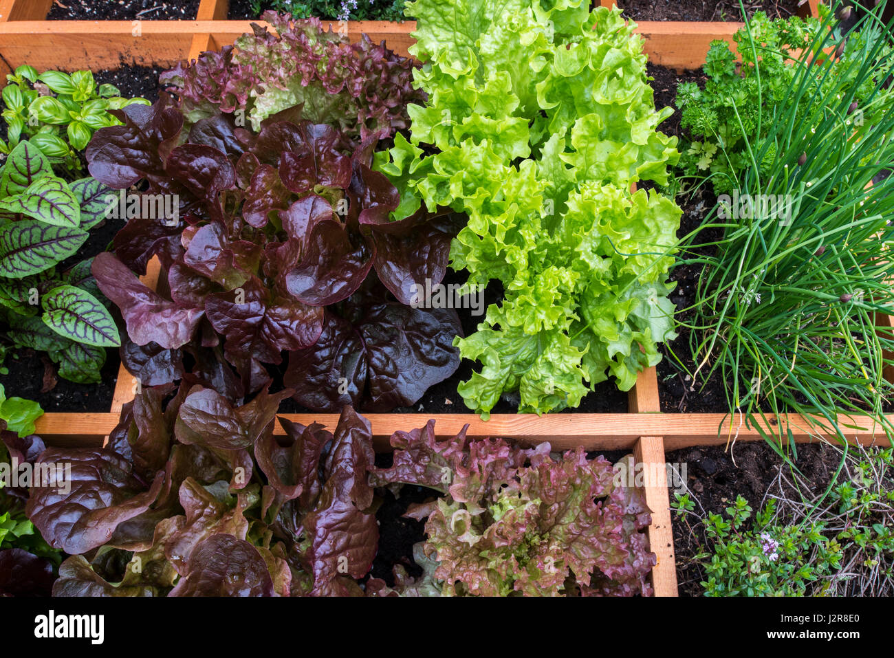 Piedi quadrati di giardino che mostra diverse specie di lattuga, erbe e verdure in scatola di legno Foto Stock