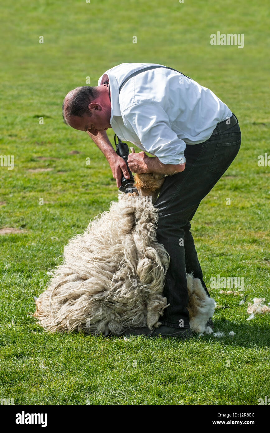 Shearer macchina la troncatura del vello di lana di pecora bianca con power-dentato azionato taglierina a lama Foto Stock