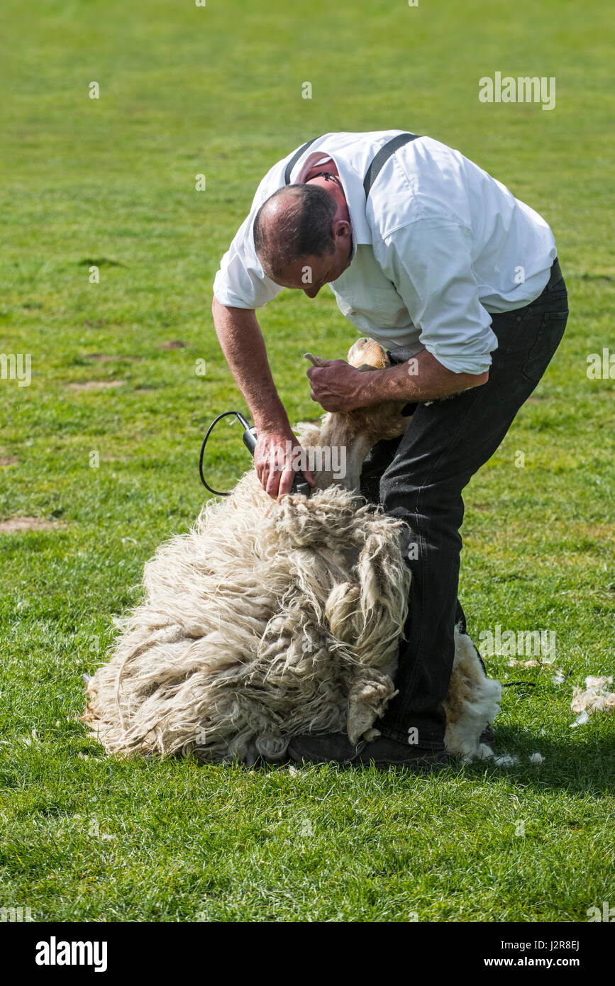 Shearer macchina la troncatura del vello di lana di pecora bianca con power-dentato azionato taglierina a lama Foto Stock