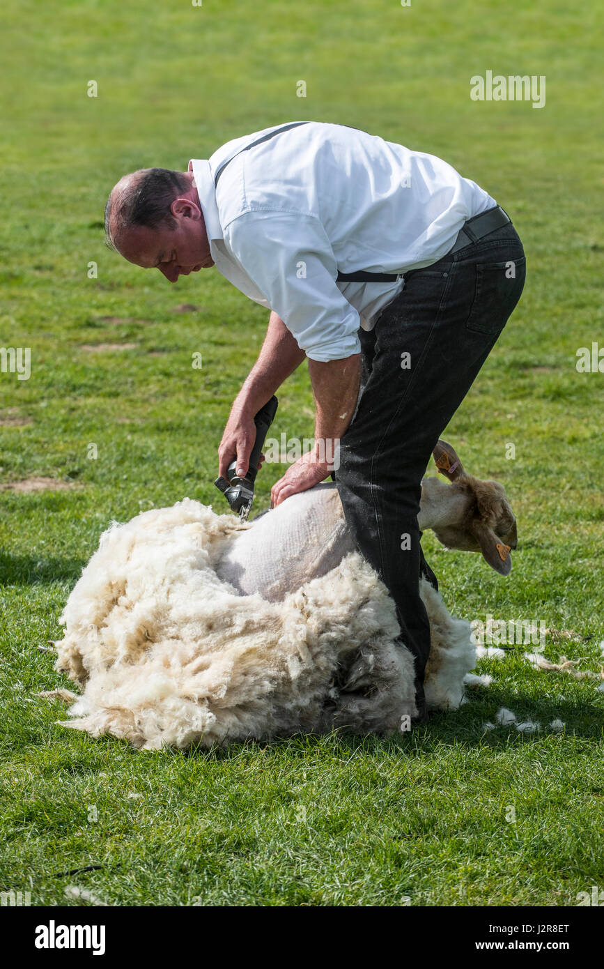 Shearer macchina la troncatura del vello di lana di pecora bianca con power-dentato azionato taglierina a lama Foto Stock