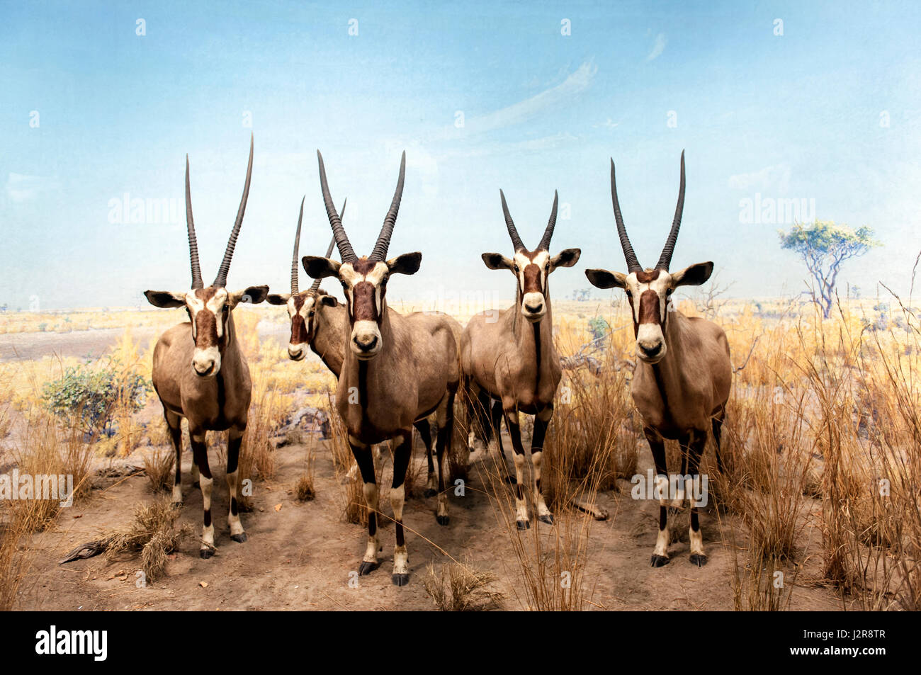 NEW YORK CITY - 13 settembre: Il Museo Americano di Storia Naturale con le collezioni contengono 32 milioni di campioni, è uno dei più grandi musei a t Foto Stock