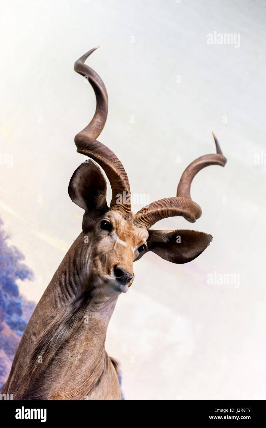 NEW YORK CITY - 13 settembre: Il Museo Americano di Storia Naturale con le collezioni contengono 32 milioni di campioni, è uno dei più grandi musei a t Foto Stock