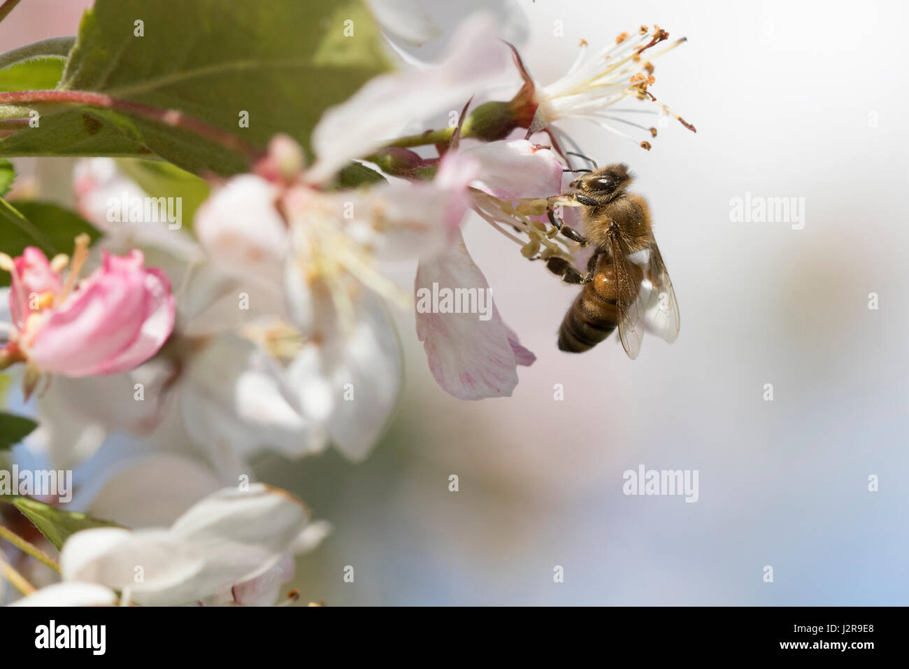 Bee impollinatori crabapple blossoms Foto Stock