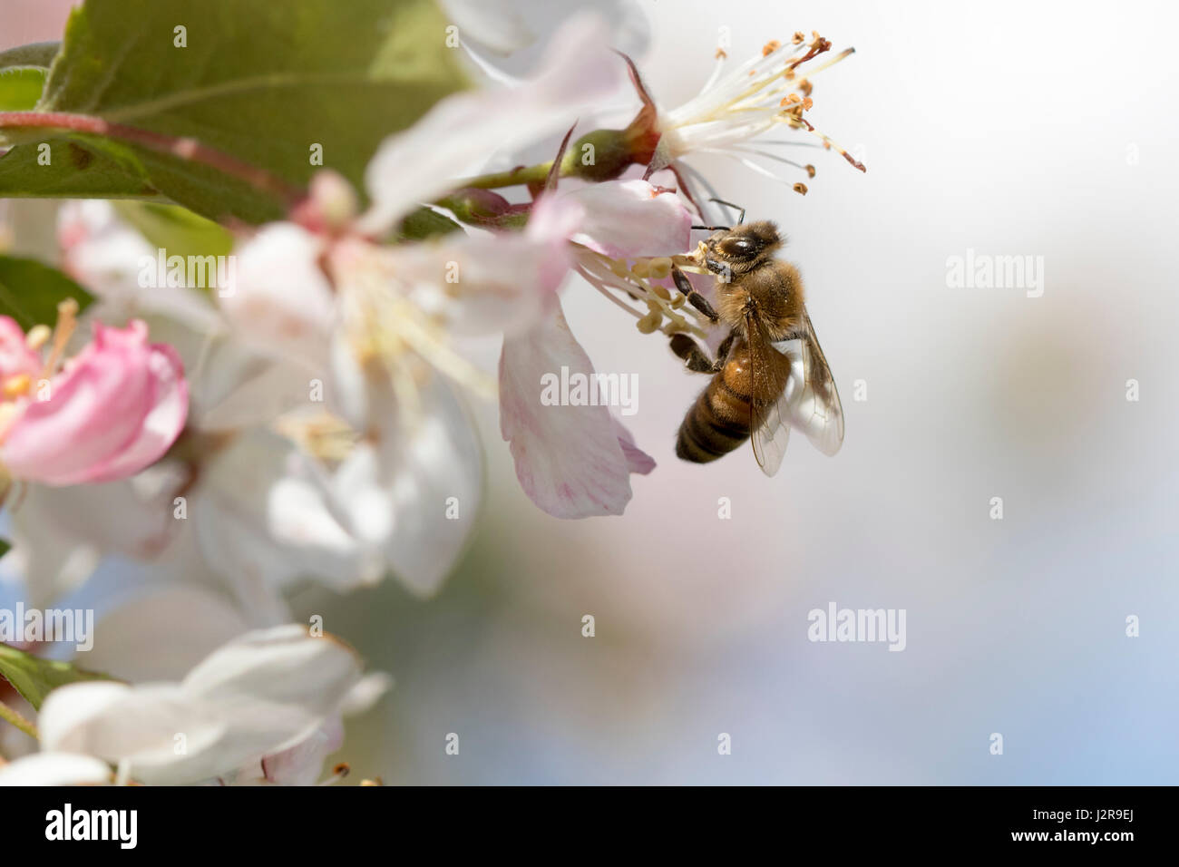 Bee impollinatori crabapple blossoms Foto Stock