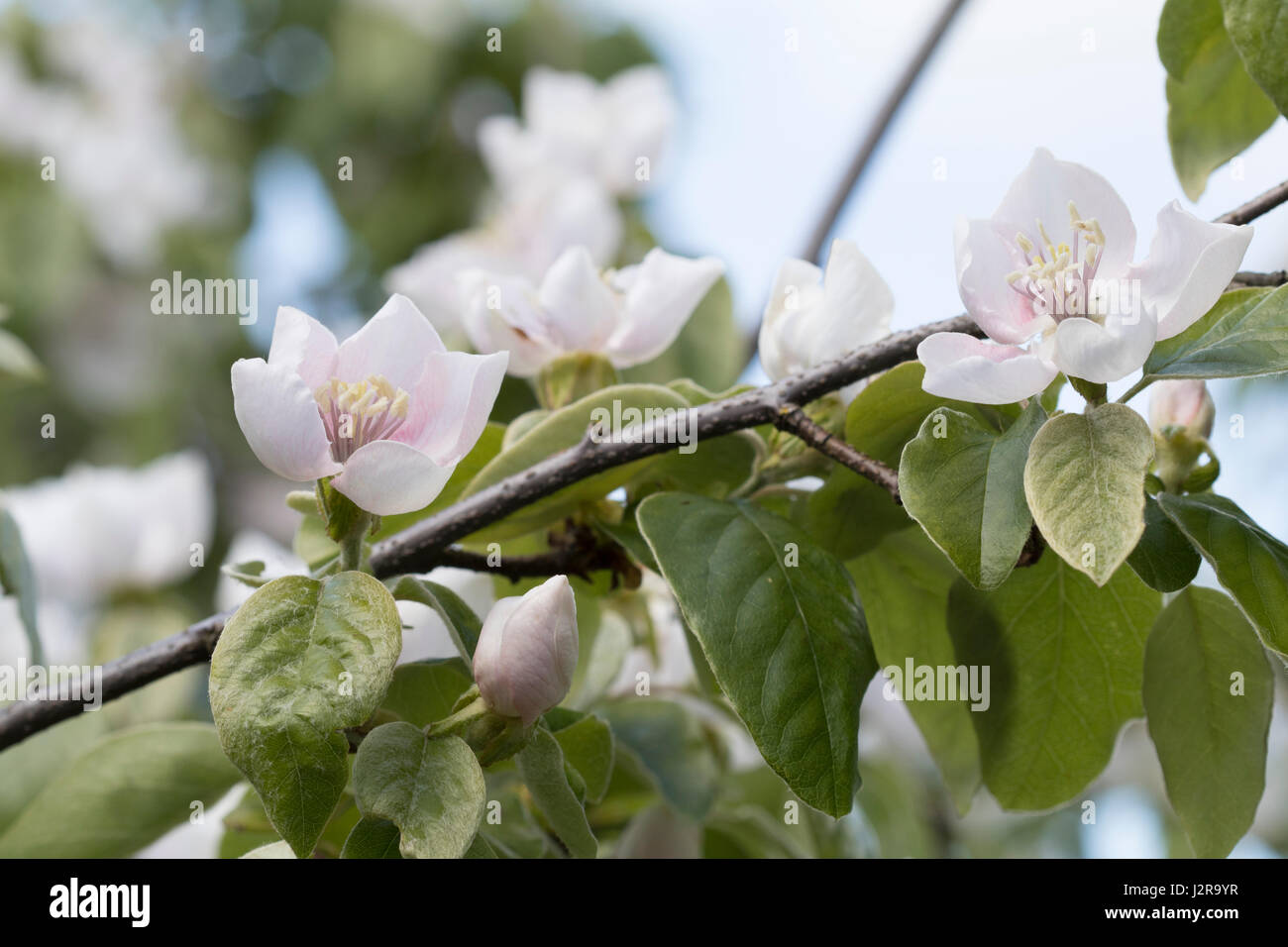 Molla di fiori di mela cotogna Foto Stock