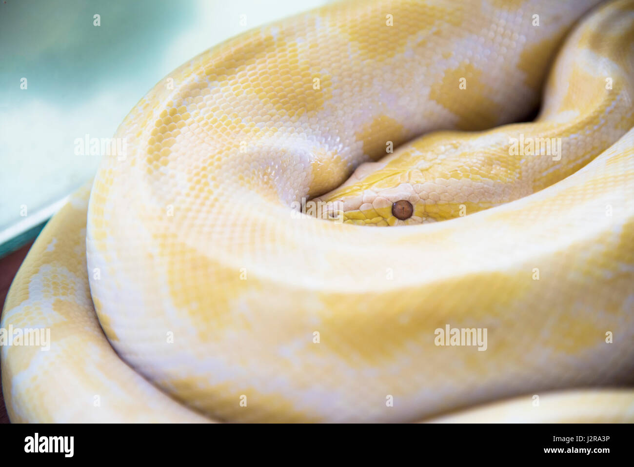Albino pitone birmano ( Golden Thai Python Python d'Oro,pitone reticolato (Python reticulatus) Foto Stock