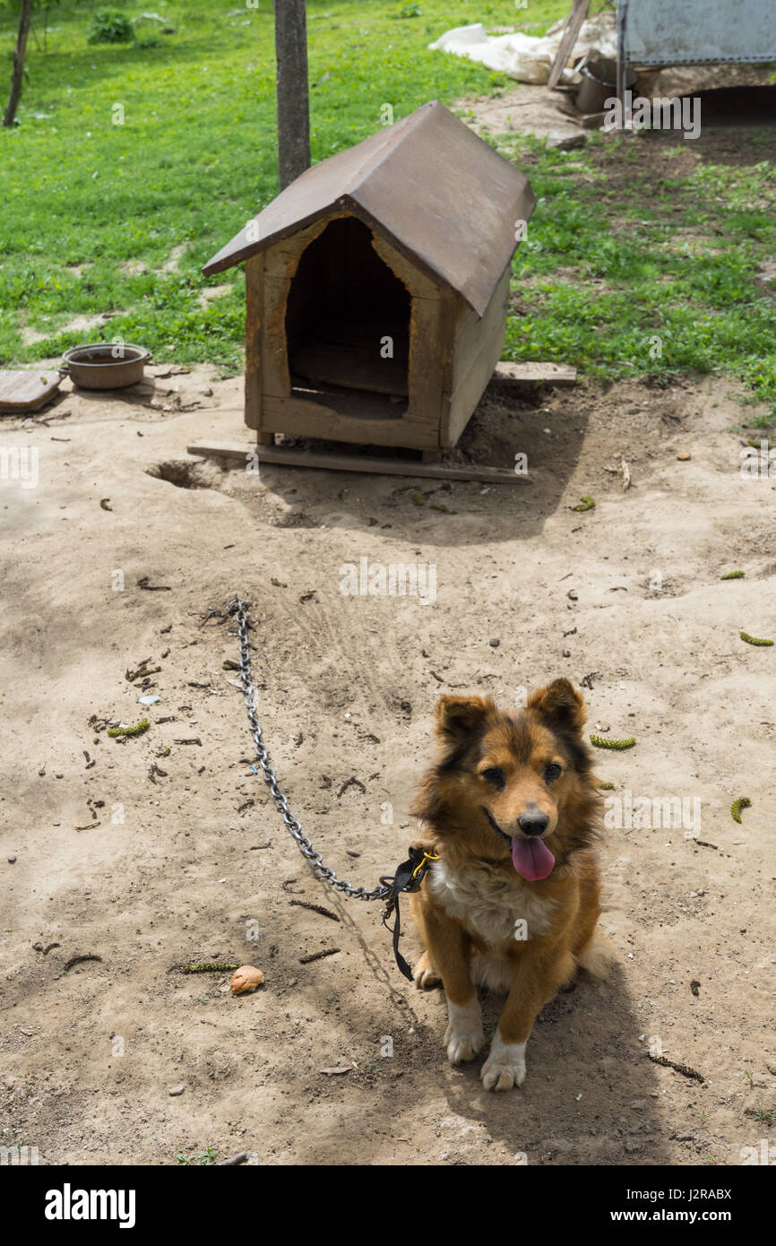 I giovani di guardia cane sentinella si siede su una catena vicino alla sua casa del cane Foto Stock