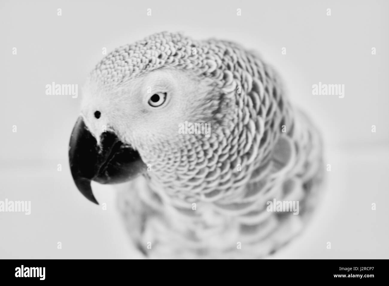 Home pet. Parlando pappagallo grigio africano Foto Stock