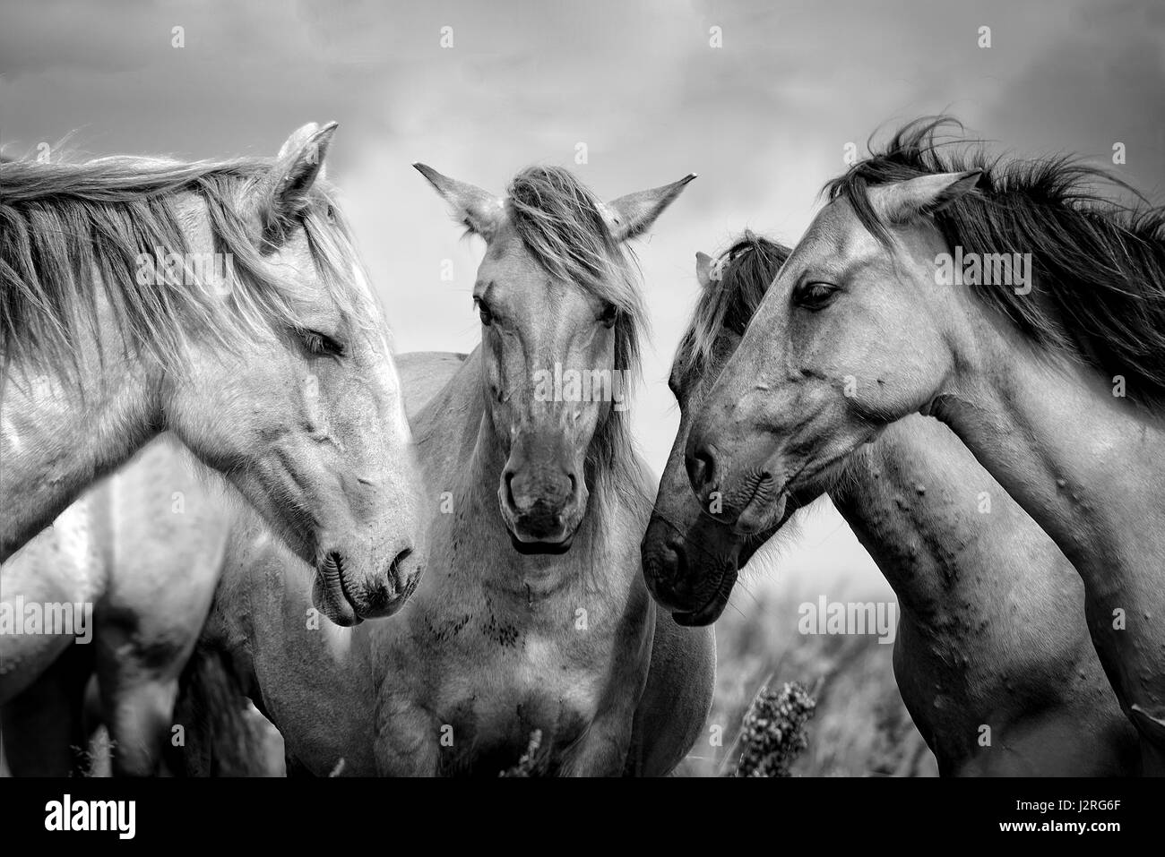 Animali fotografia di close-up. Consultazione del cavallo. Quattro cavalli assemblati i vostri capi insieme. Foto Stock