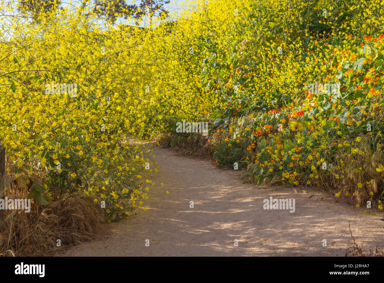 Fiori Selvatici lungo una costiera percorso a piedi fotografato su una mattina di primavera. La Jolla, California, Stati Uniti d'America. Foto Stock