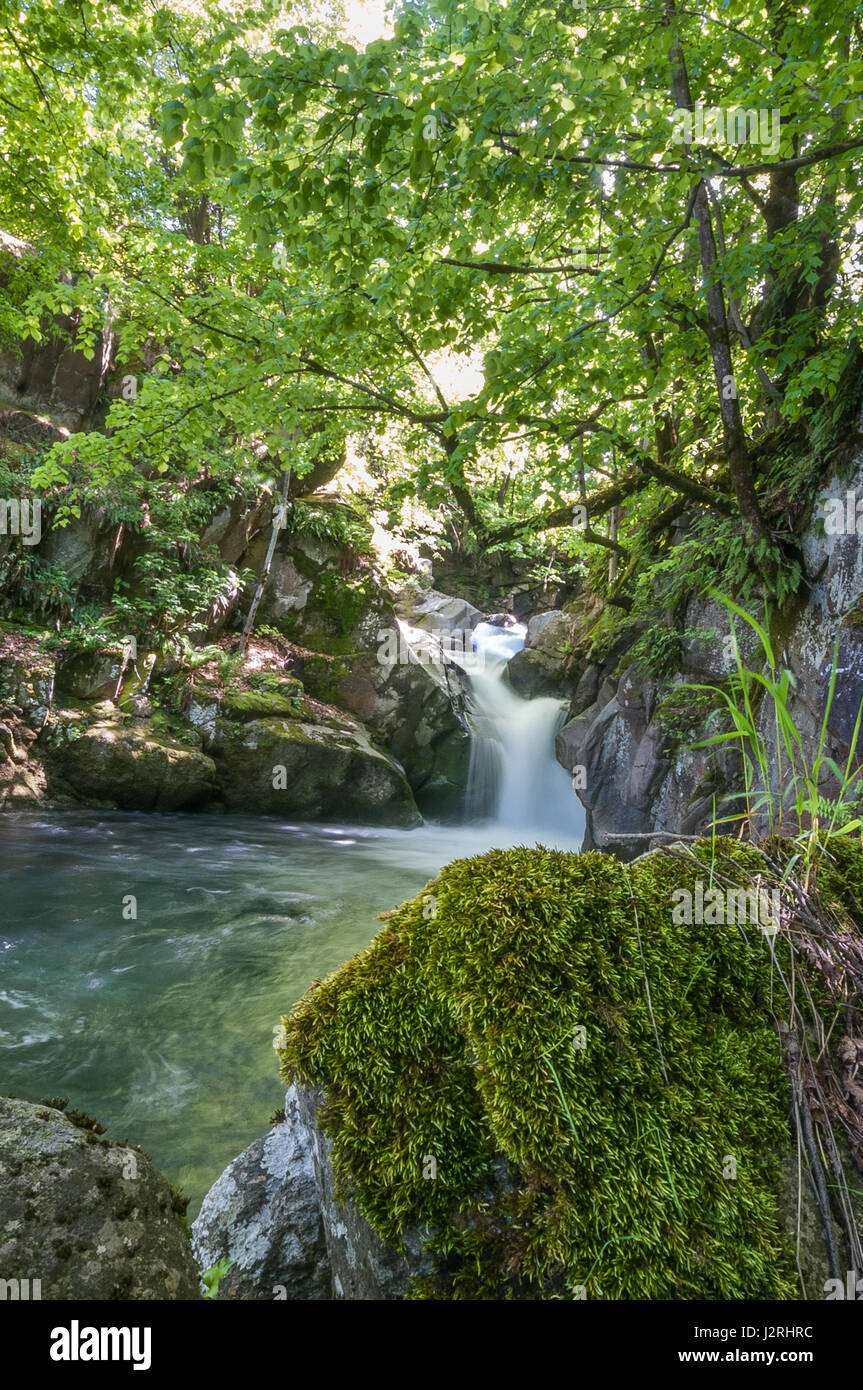 Una piccola cascata in un bosco delle Alpi Italiane Foto Stock