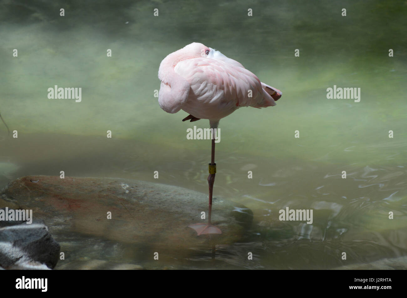 Flamingo Foto Stock