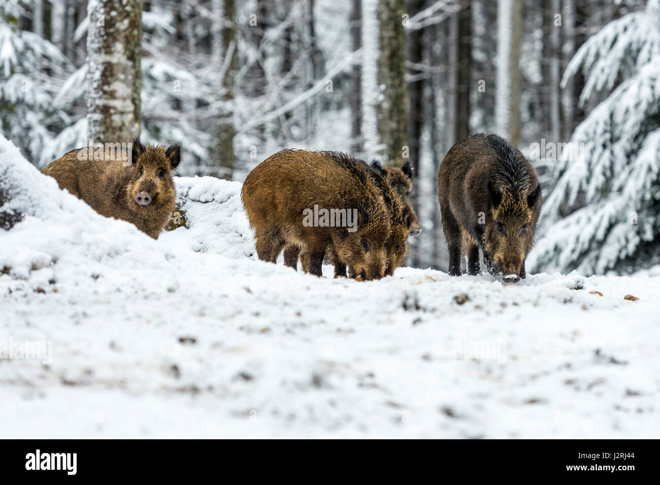 Eurasian il cinghiale (Sus scrofa) massa permanente e rovistando in una coperta di neve bosco in pieno inverno, Foto Stock