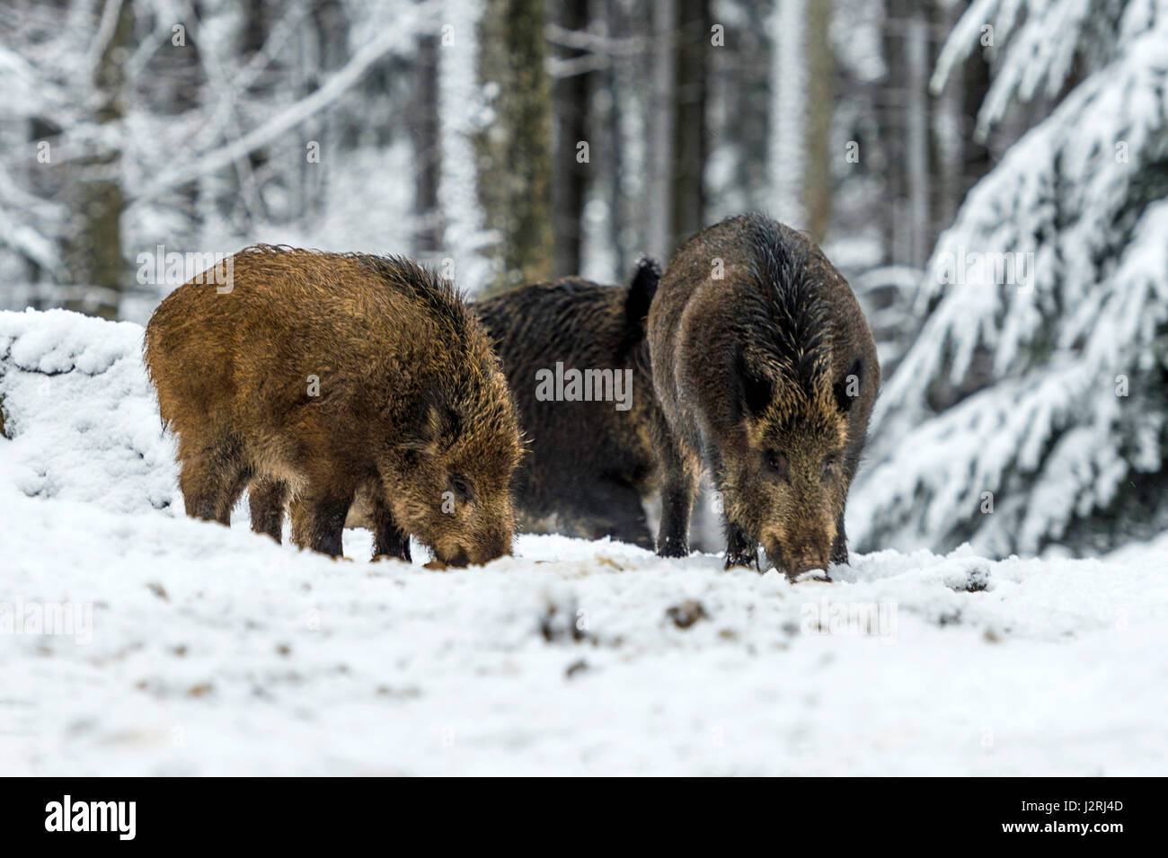 Eurasian il cinghiale (Sus scrofa) massa permanente e rovistando in una coperta di neve bosco in pieno inverno, Foto Stock