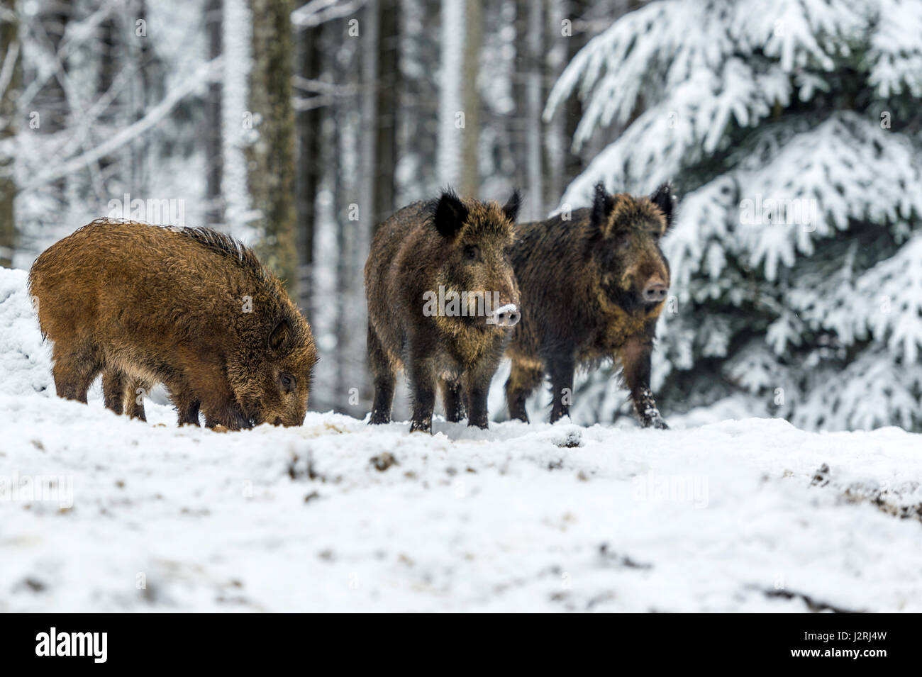 Eurasian il cinghiale (Sus scrofa) massa permanente e rovistando in una coperta di neve bosco in pieno inverno, Foto Stock