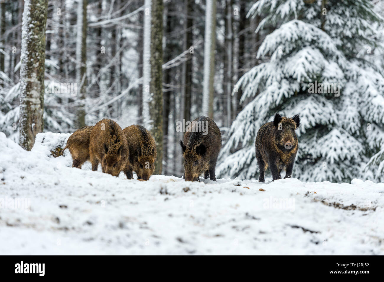 Eurasian il cinghiale (Sus scrofa) massa permanente e rovistando in una coperta di neve bosco in pieno inverno, Foto Stock