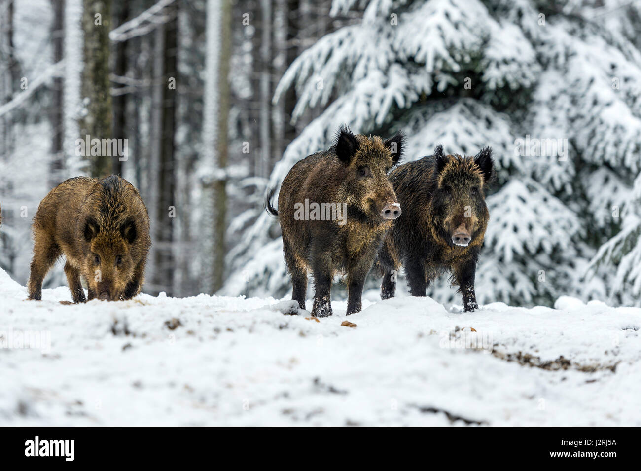 Eurasian il cinghiale (Sus scrofa) massa permanente e rovistando in una coperta di neve bosco in pieno inverno, Foto Stock