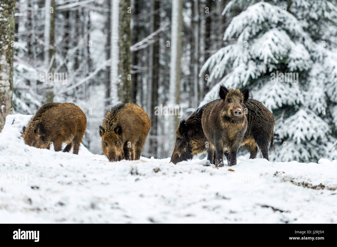 Eurasian il cinghiale (Sus scrofa) massa permanente e rovistando in una coperta di neve bosco in pieno inverno, Foto Stock