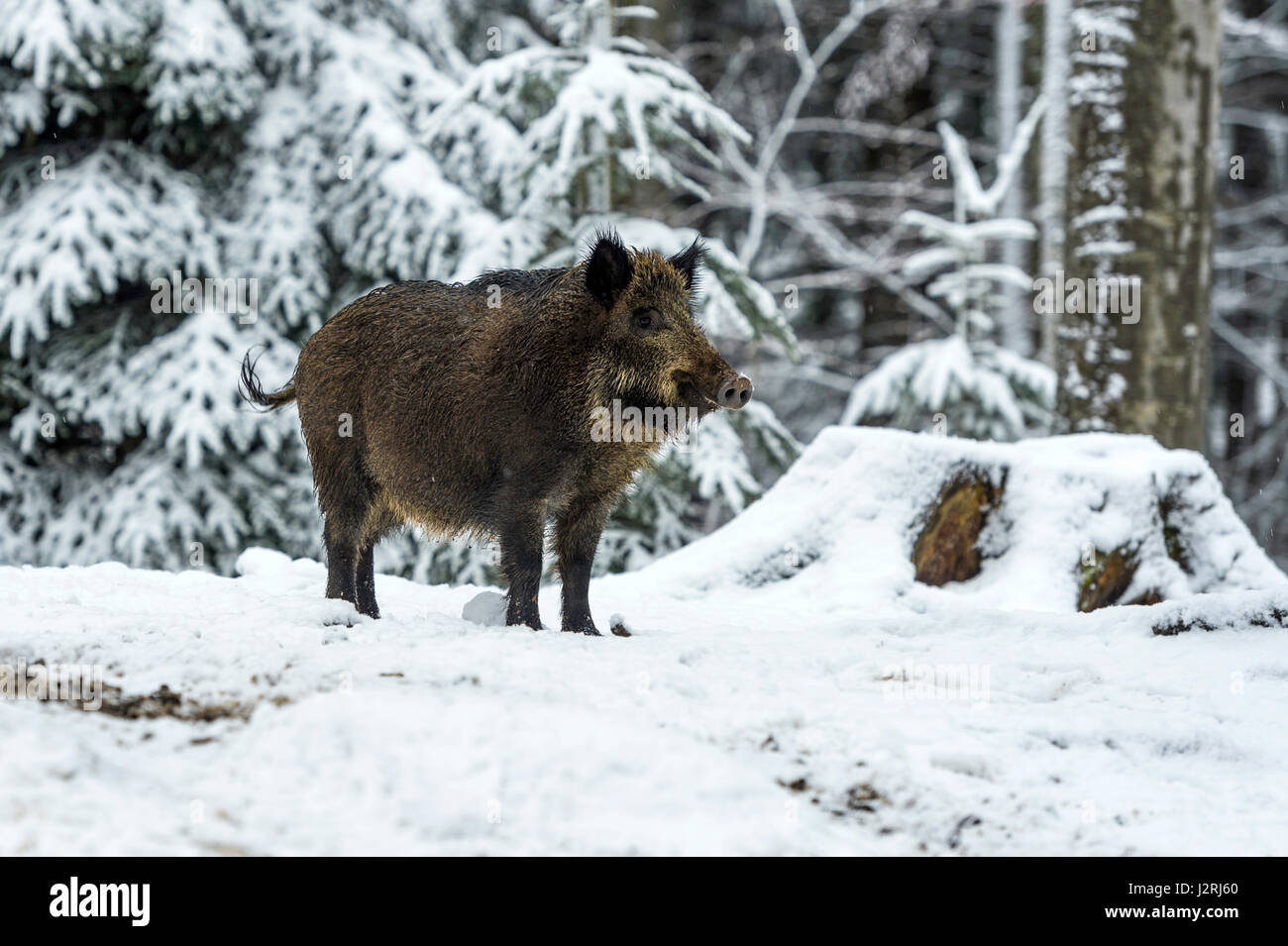 Eurasian il cinghiale (Sus scrofa) massa permanente e rovistando in una coperta di neve bosco in pieno inverno, Foto Stock