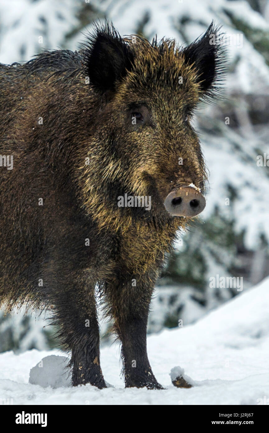 Eurasian il cinghiale (Sus scrofa) massa permanente e rovistando in una coperta di neve bosco in pieno inverno, Foto Stock