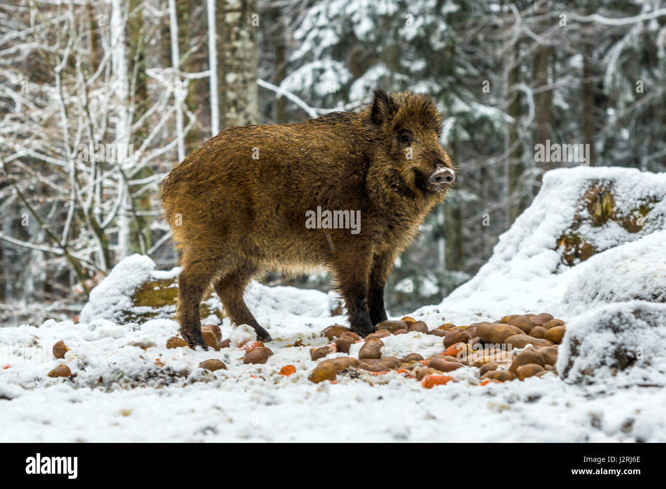 Eurasian il cinghiale (Sus scrofa) massa permanente e rovistando in una coperta di neve bosco in pieno inverno, Foto Stock