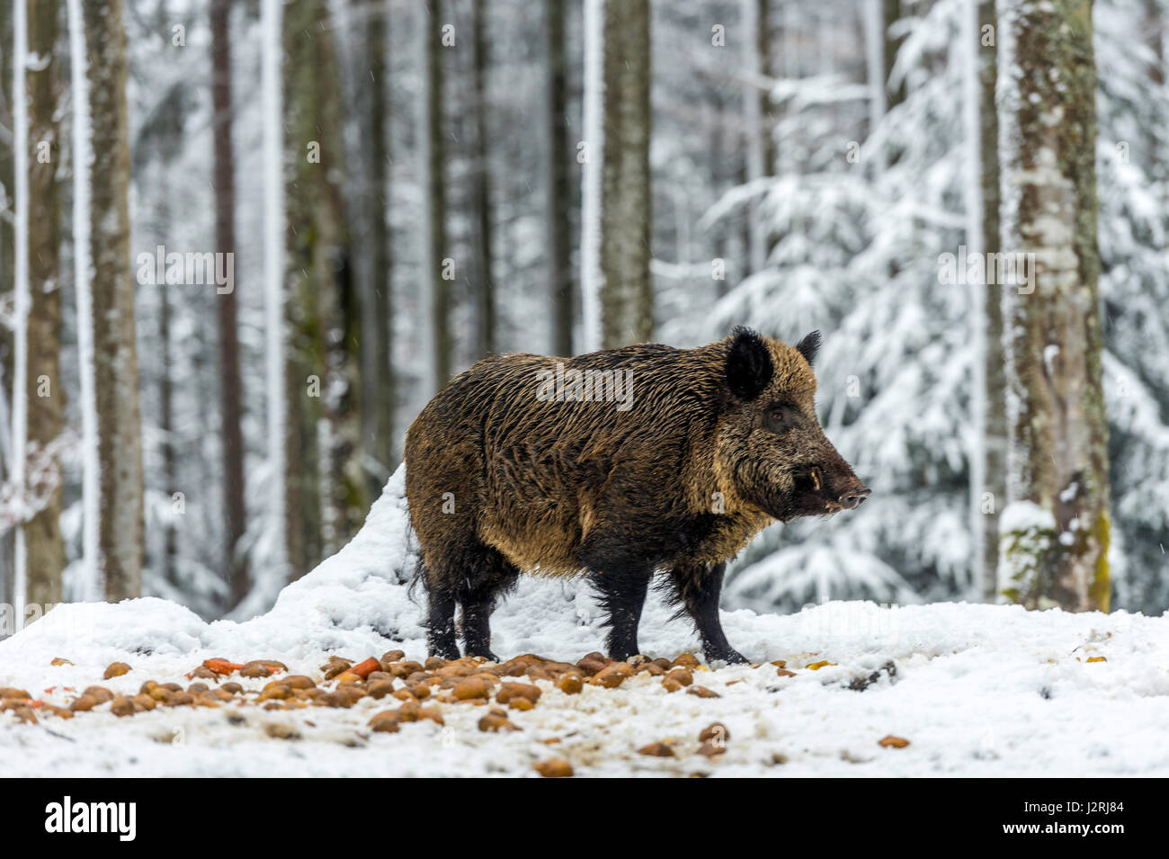 Eurasian il cinghiale (Sus scrofa) massa permanente e rovistando in una coperta di neve bosco in pieno inverno, Foto Stock