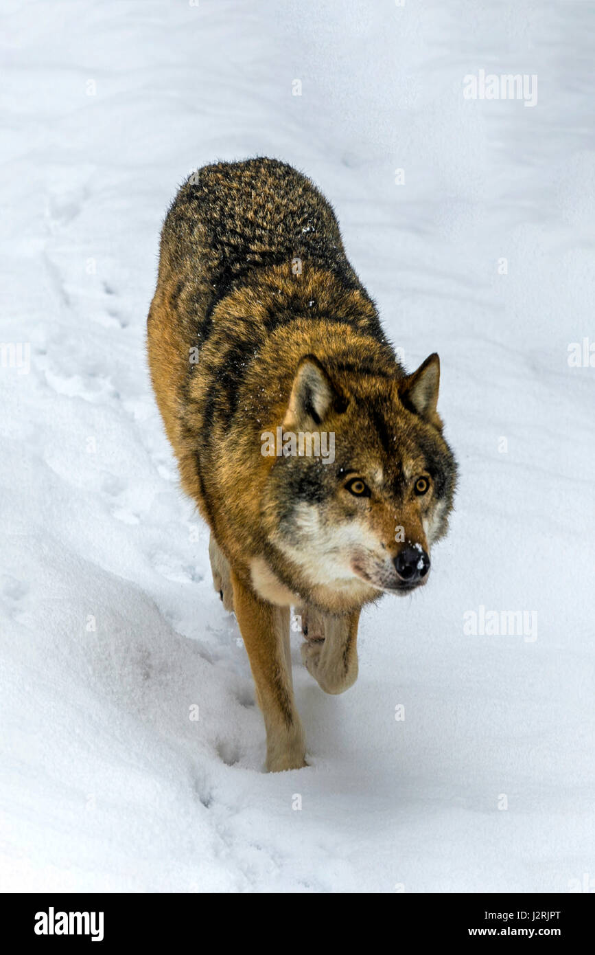 Bellissimo singolo adulto Lupo (Canis lupus) maschio alfa illustrato chiacchiere minacciosamente da un punto di vista vantaggioso nella coperta di neve bosco in pieno inverno. Foto Stock