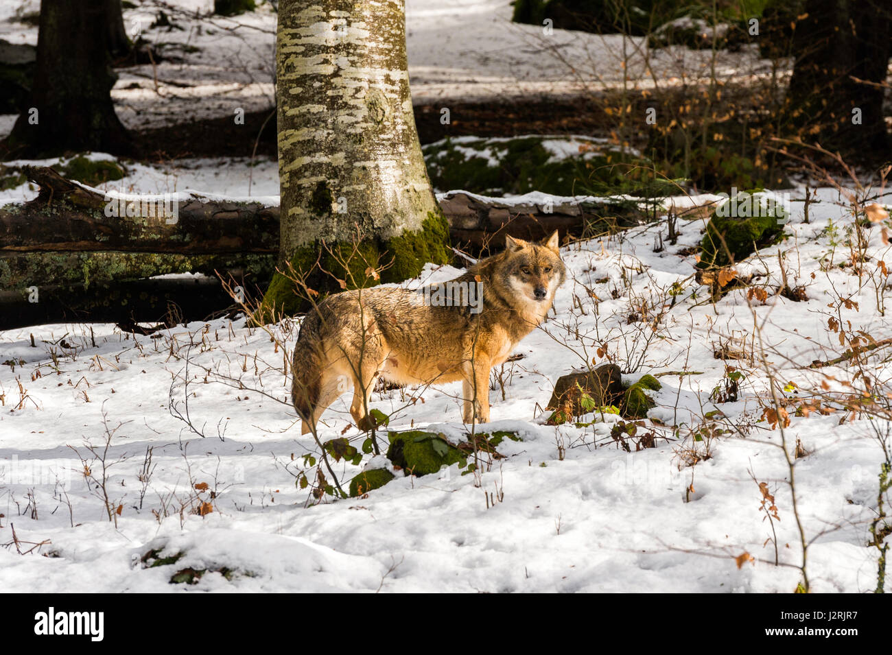 Bellissimo singolo adulto Lupo (Canis lupus) maschio alfa illustrato chiacchiere minacciosamente da un punto di vista vantaggioso nella coperta di neve bosco in pieno inverno. Foto Stock
