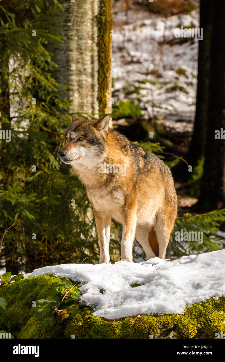 Bellissimo singolo adulto Lupo (Canis lupus) maschio alfa illustrato chiacchiere minacciosamente da un punto di vista vantaggioso nella coperta di neve bosco in pieno inverno. Foto Stock