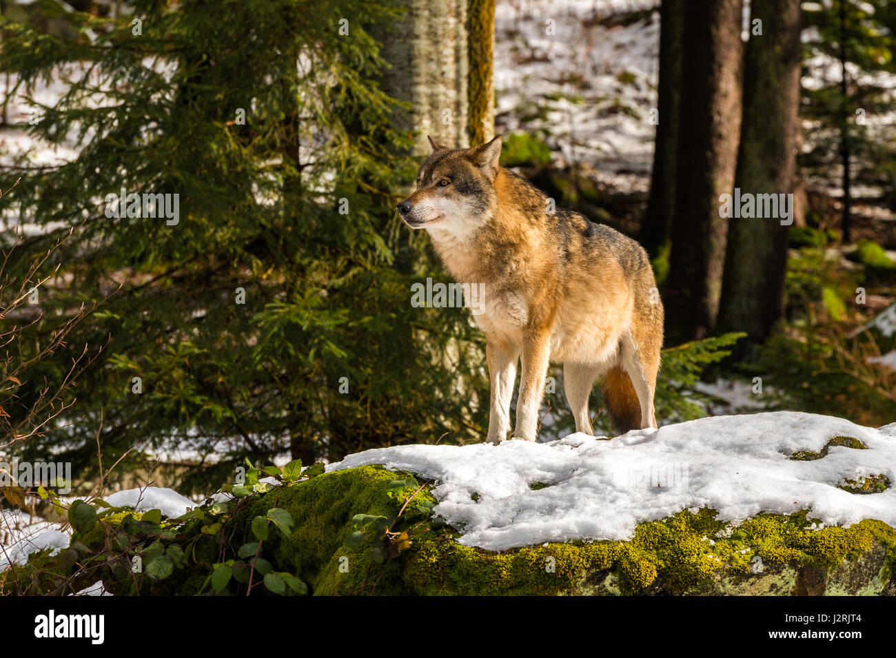 Bellissimo singolo adulto Lupo (Canis lupus) maschio alfa illustrato chiacchiere minacciosamente da un punto di vista vantaggioso nella coperta di neve bosco in pieno inverno. Foto Stock