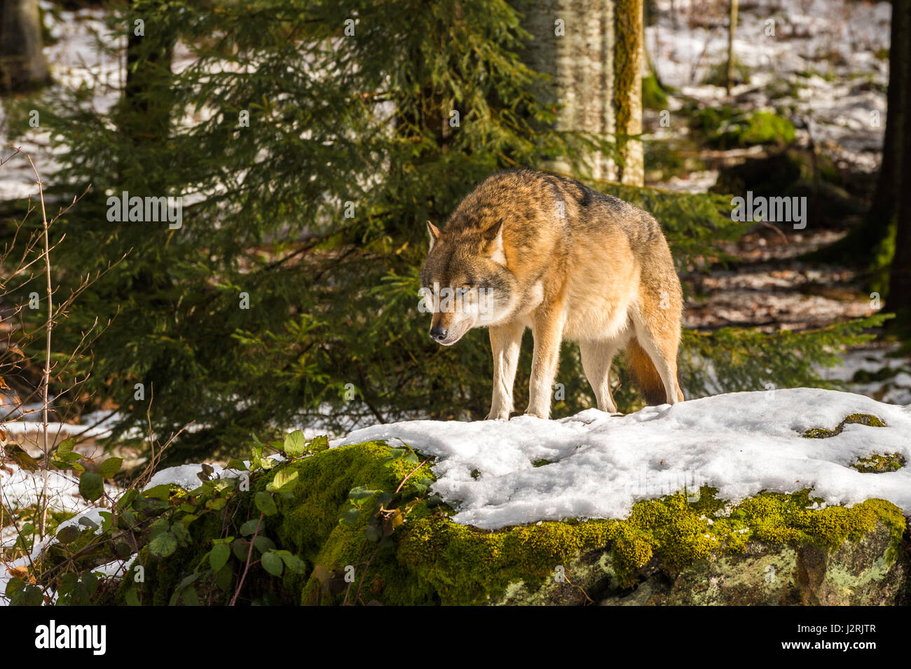 Bellissimo singolo adulto Lupo (Canis lupus) maschio alfa illustrato chiacchiere minacciosamente da un punto di vista vantaggioso nella coperta di neve bosco in pieno inverno. Foto Stock