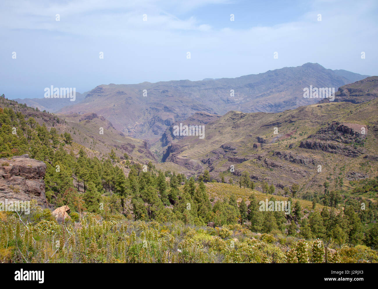 A ovest di Gran Canaria, aprile, vista nel burrone Barranco de Pino Gordo Foto Stock