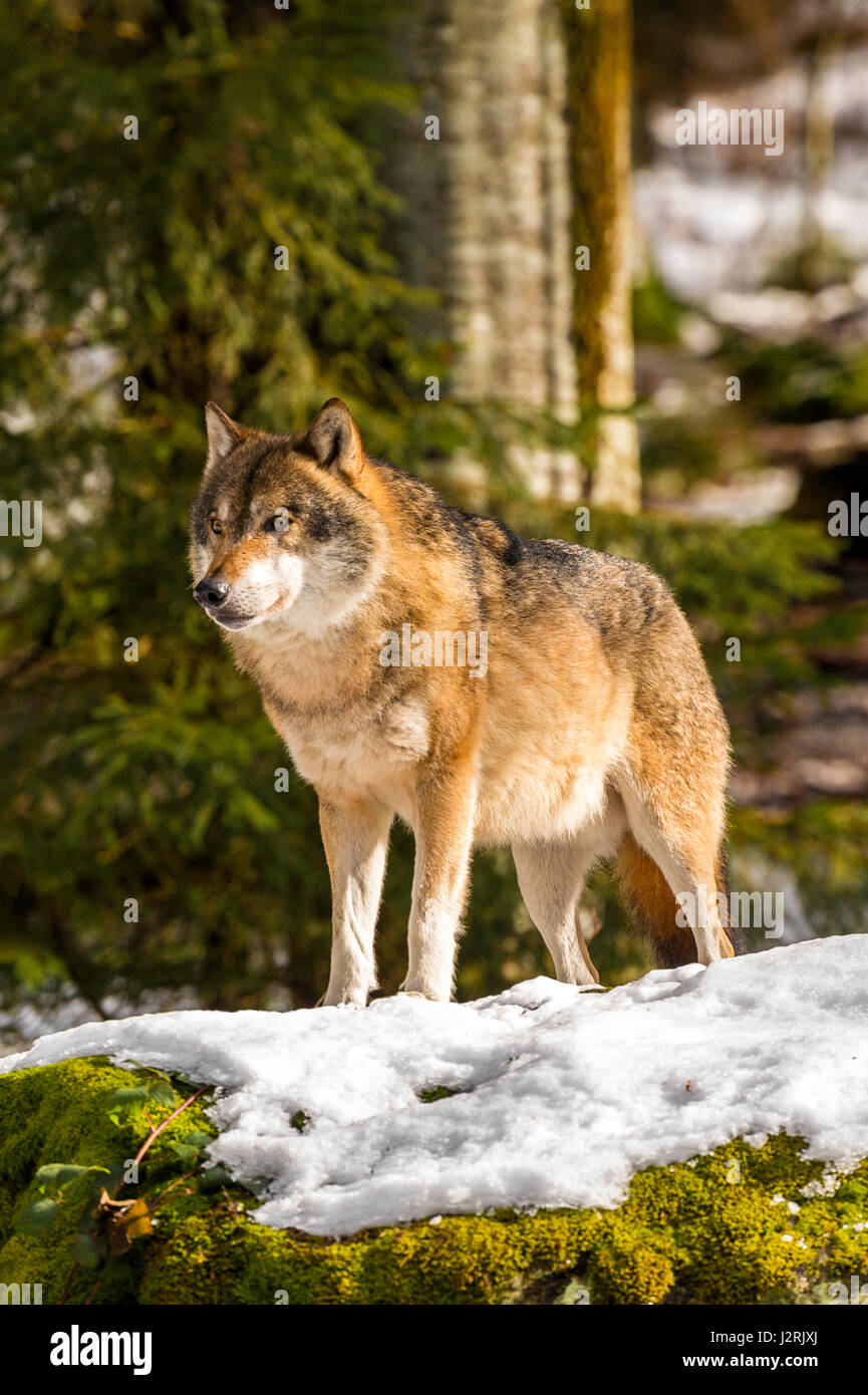 Bellissimo singolo adulto Lupo (Canis lupus) maschio alfa illustrato chiacchiere minacciosamente da un punto di vista vantaggioso nella coperta di neve bosco in pieno inverno. Foto Stock