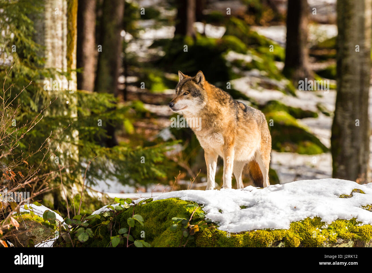 Bellissimo singolo adulto Lupo (Canis lupus) maschio alfa illustrato chiacchiere minacciosamente da un punto di vista vantaggioso nella coperta di neve bosco in pieno inverno. Foto Stock