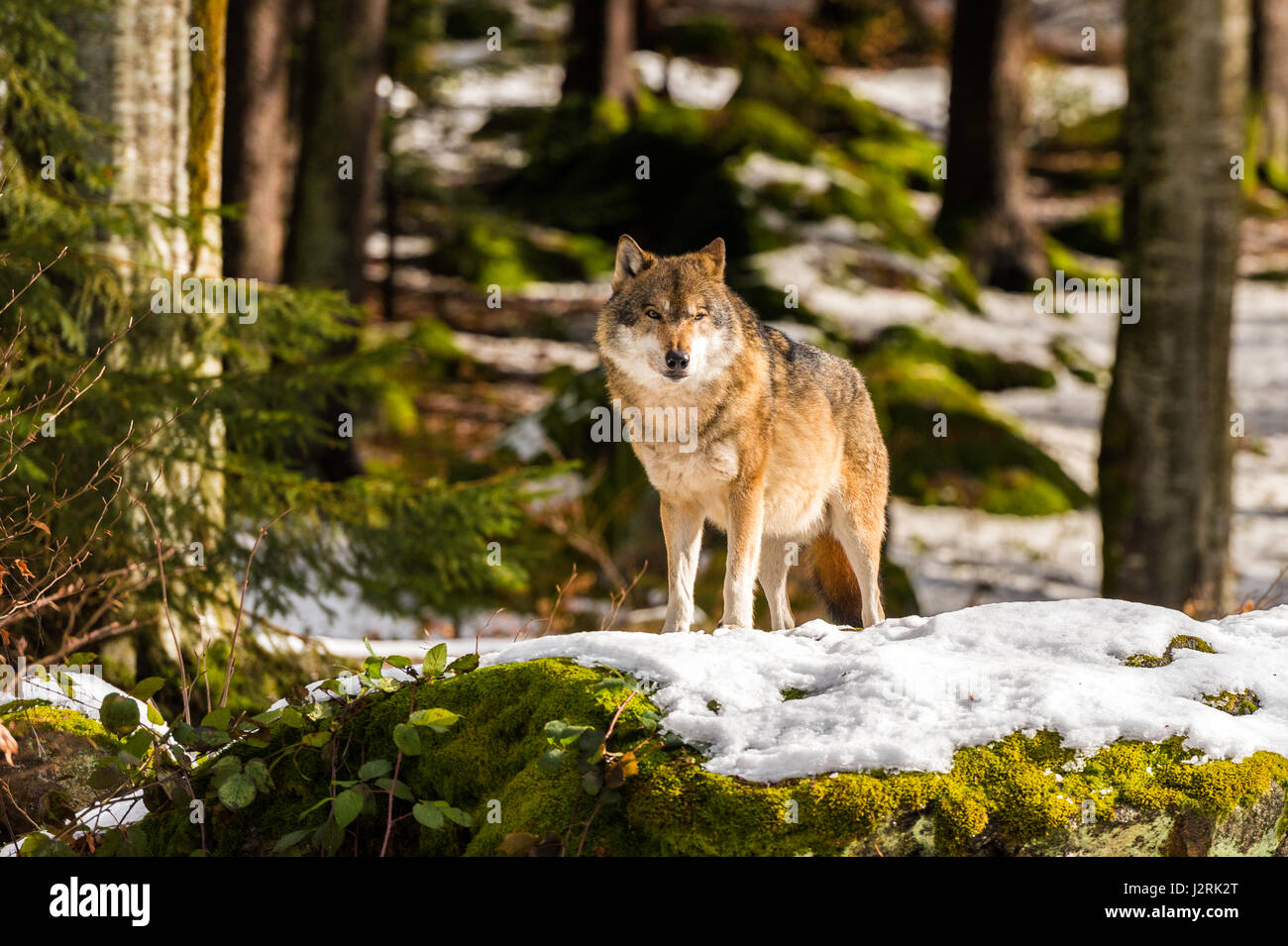 Bellissimo singolo adulto Lupo (Canis lupus) maschio alfa illustrato chiacchiere minacciosamente da un punto di vista vantaggioso nella coperta di neve bosco in pieno inverno. Foto Stock