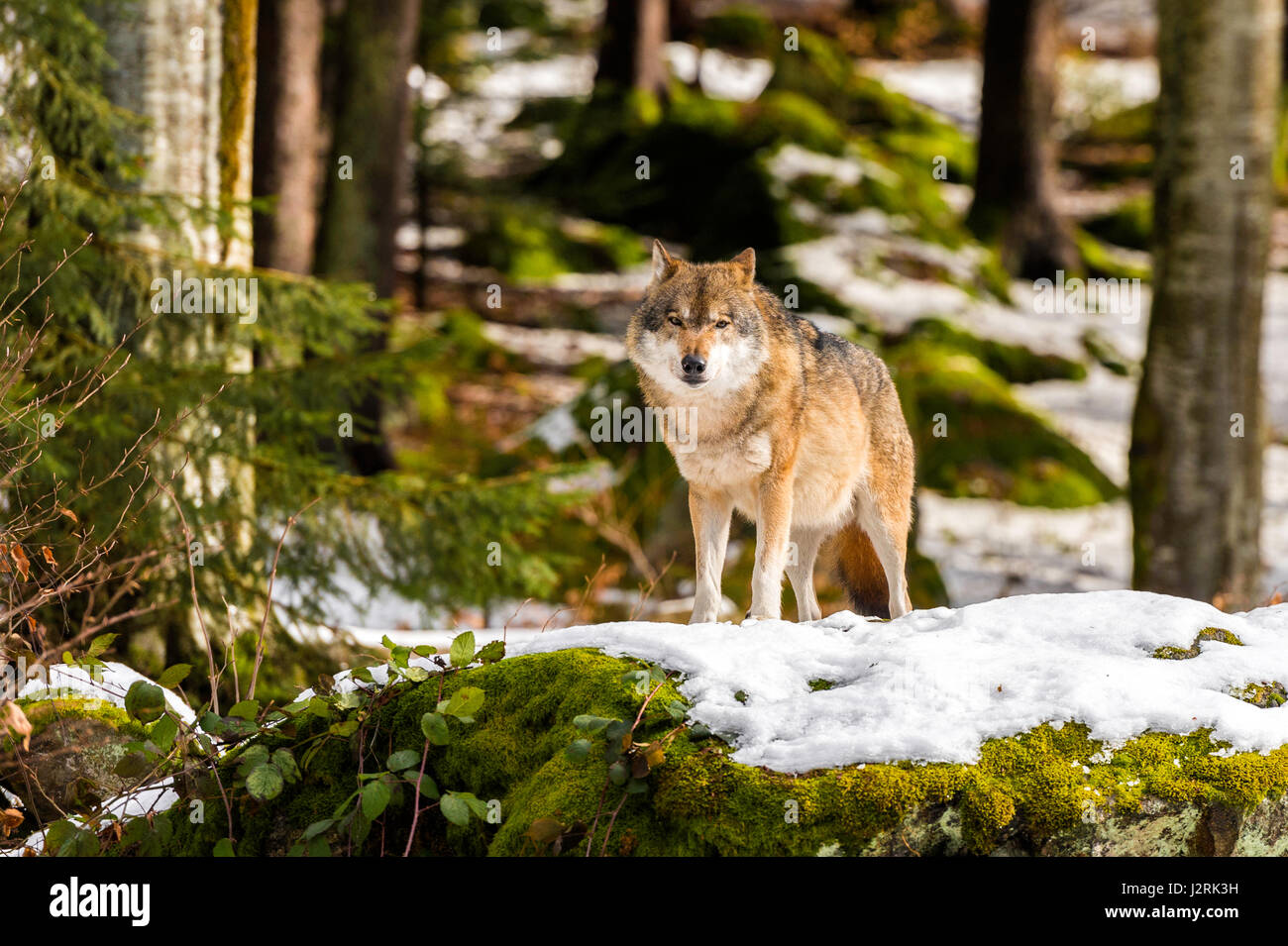 Bellissimo singolo adulto Lupo (Canis lupus) maschio alfa illustrato chiacchiere minacciosamente da un punto di vista vantaggioso nella coperta di neve bosco in pieno inverno. Foto Stock