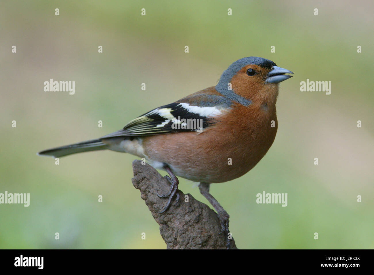 Fringuello (maschio) Foto Stock